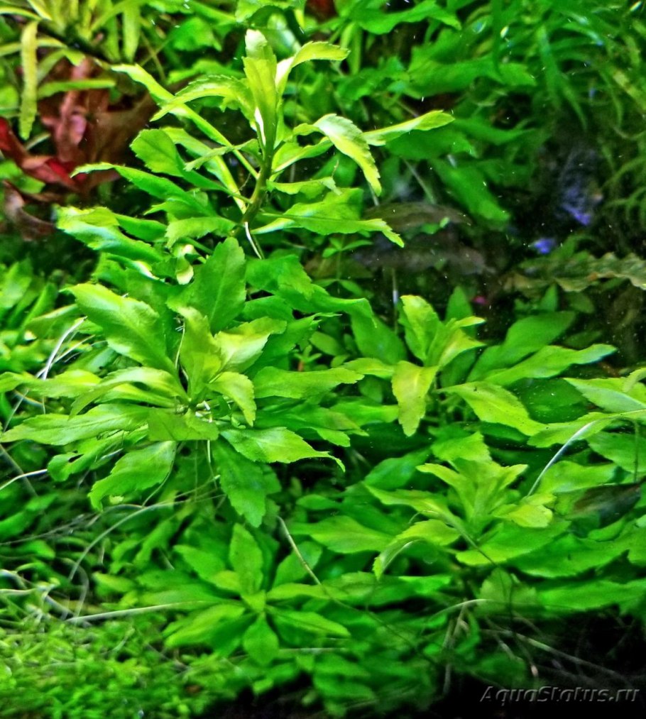 Пятичленник очитковидный