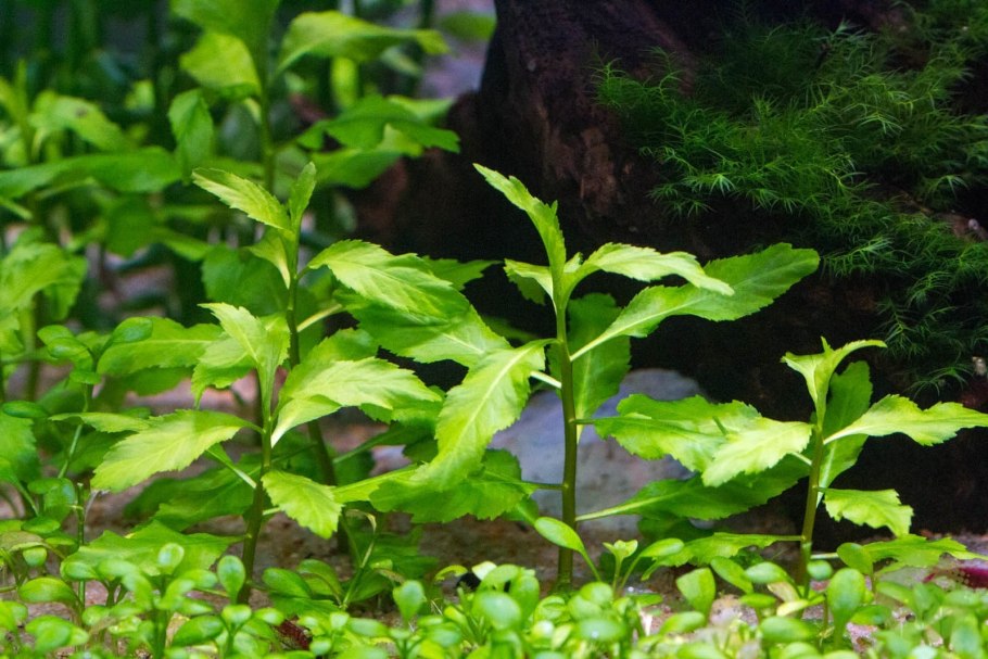 Пятичленник очитковидный