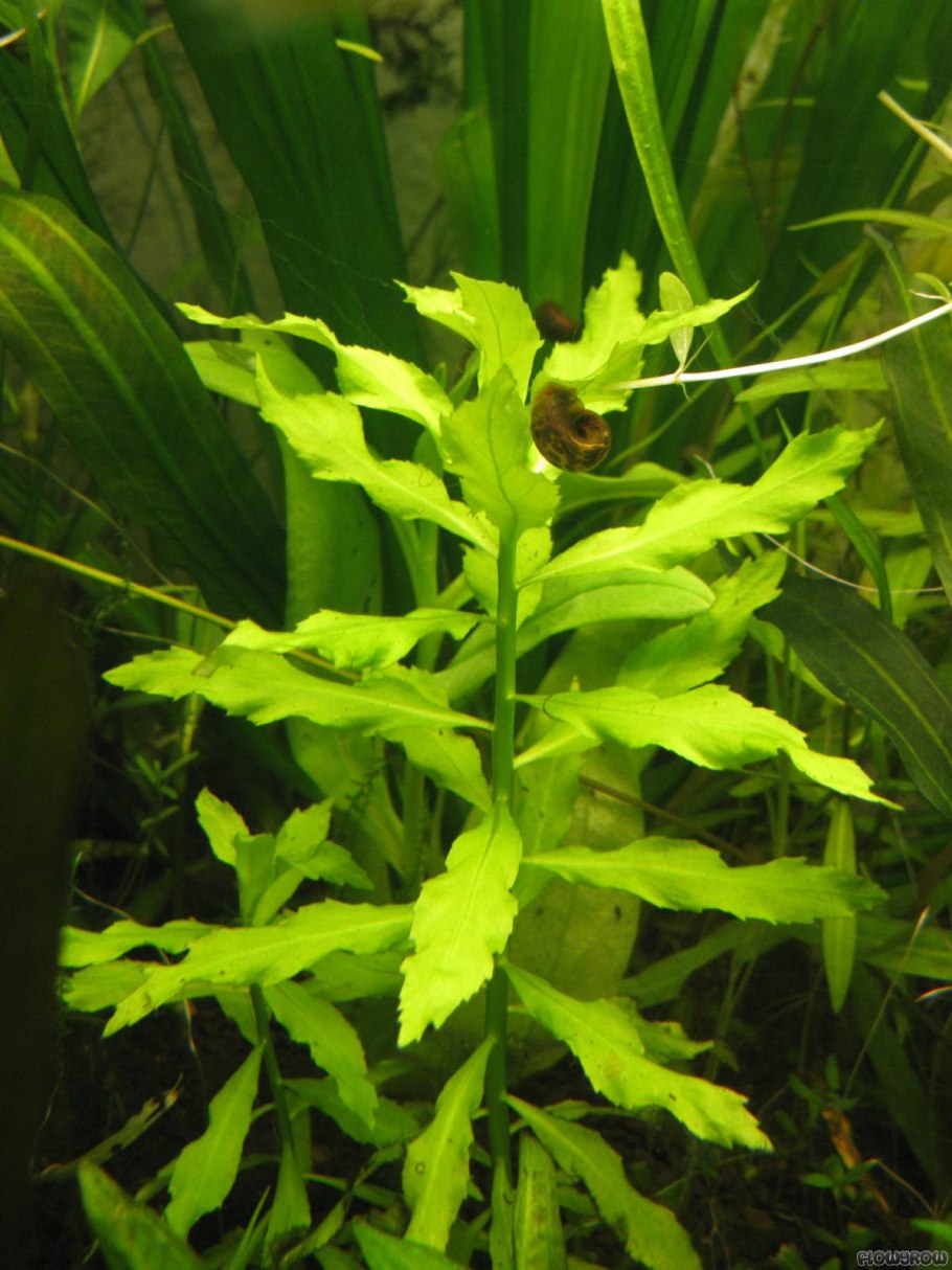 Пенторум СИДОИДЕС