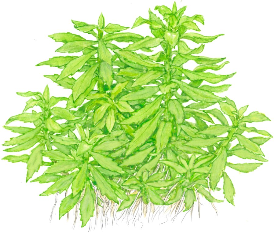 Карбоциклические алициклические соединения