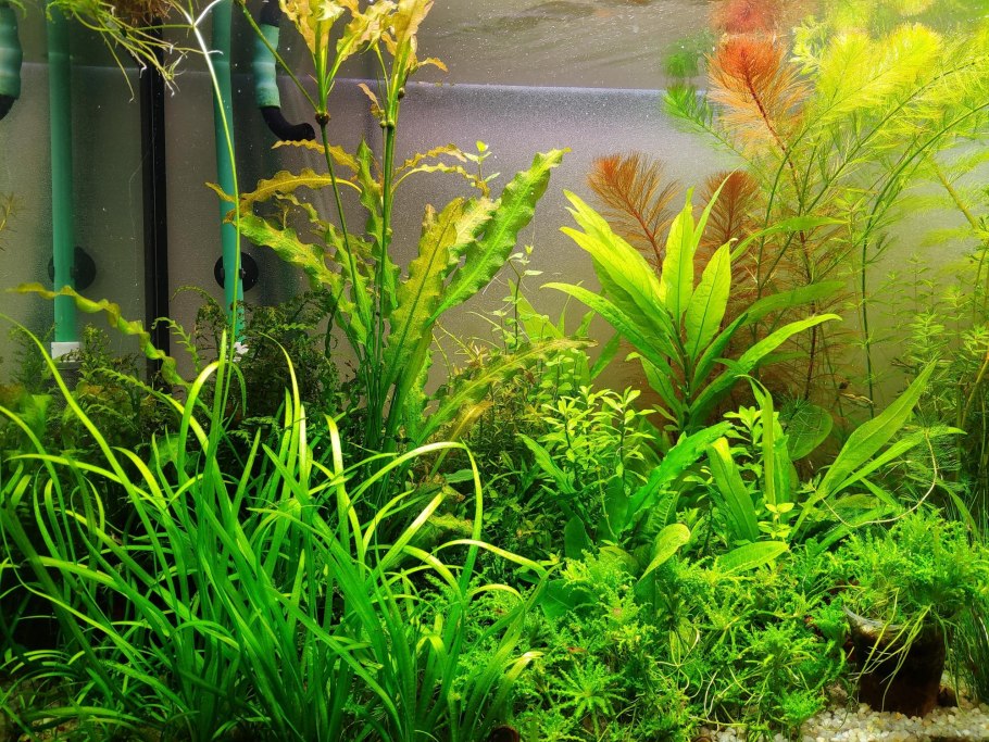 Картинка аквариумных растений смешная