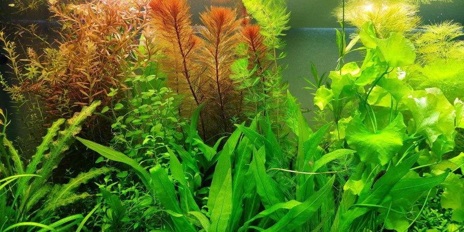 Растения в виде члена