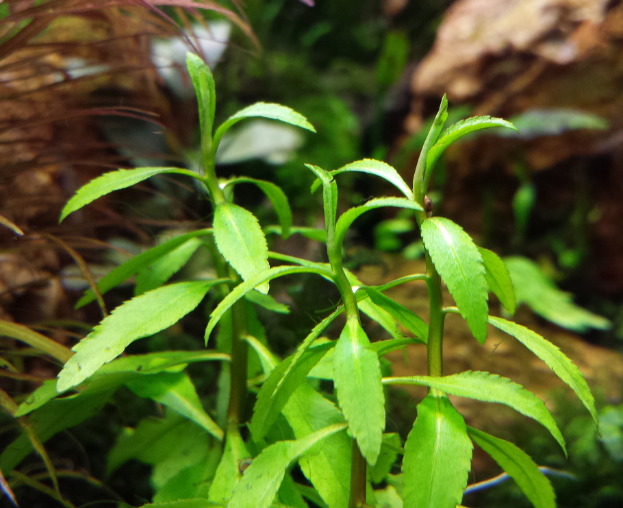 Пенторум СИДОИДЕС