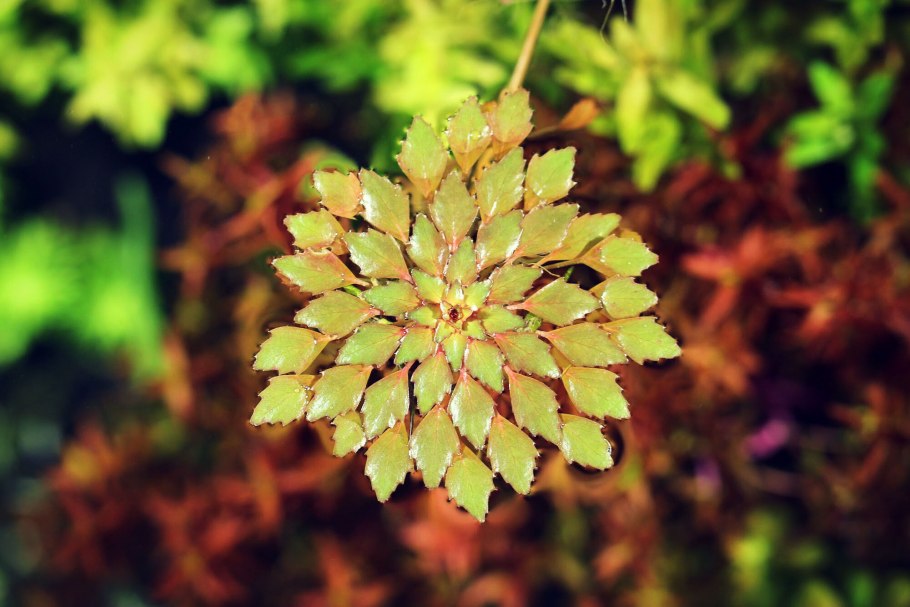 Карбюратор leader pz19jb