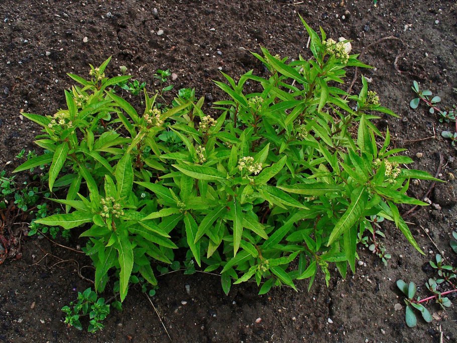 Эхинодорус анубиас