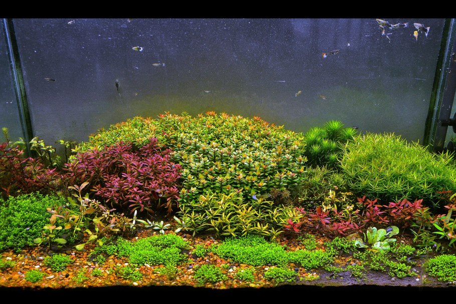 Пенторум седоидес