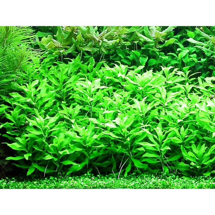 Пенторум Penthorum sedoides