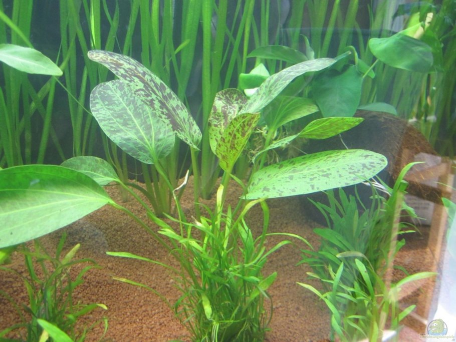 Людвигия гландулоза