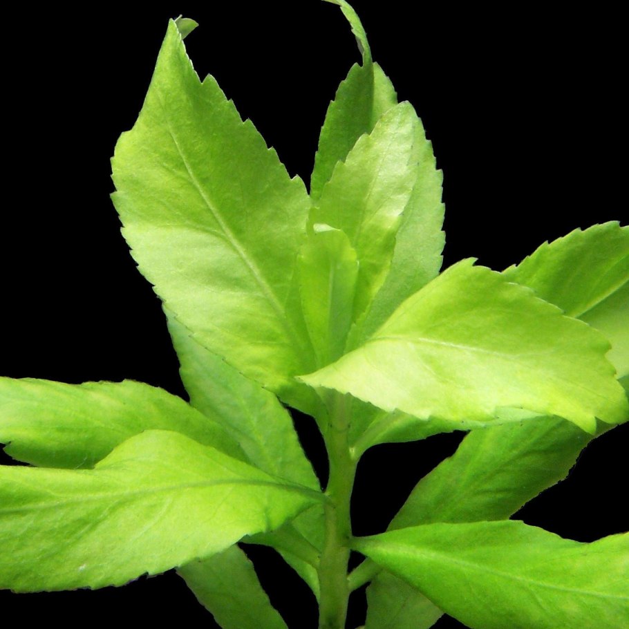 Пятичленник очитковидный