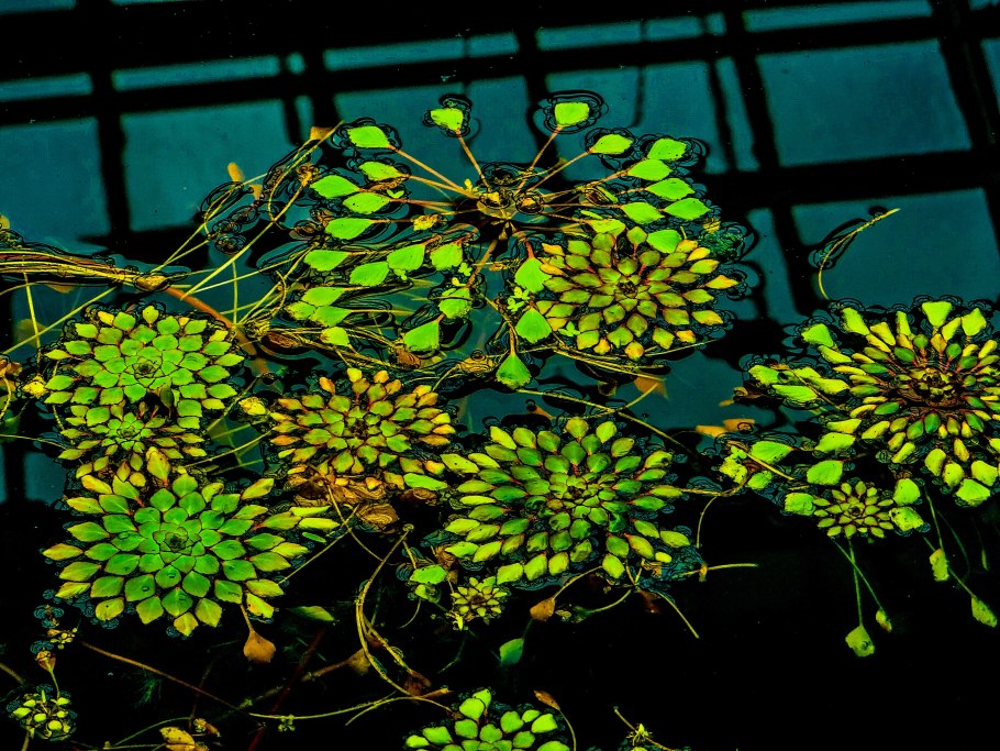 Акваскейп мшарник