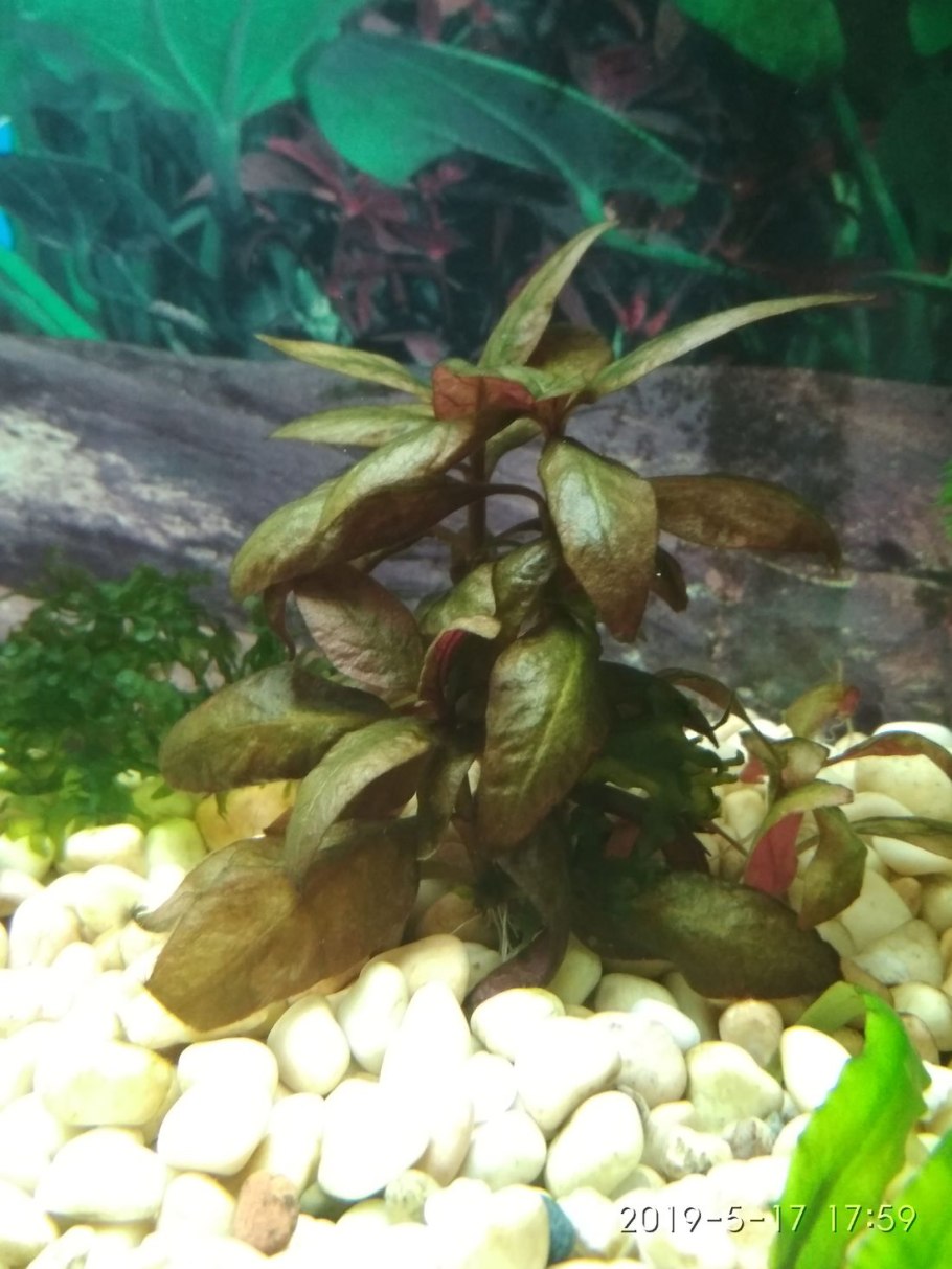 Акмелла Репенс