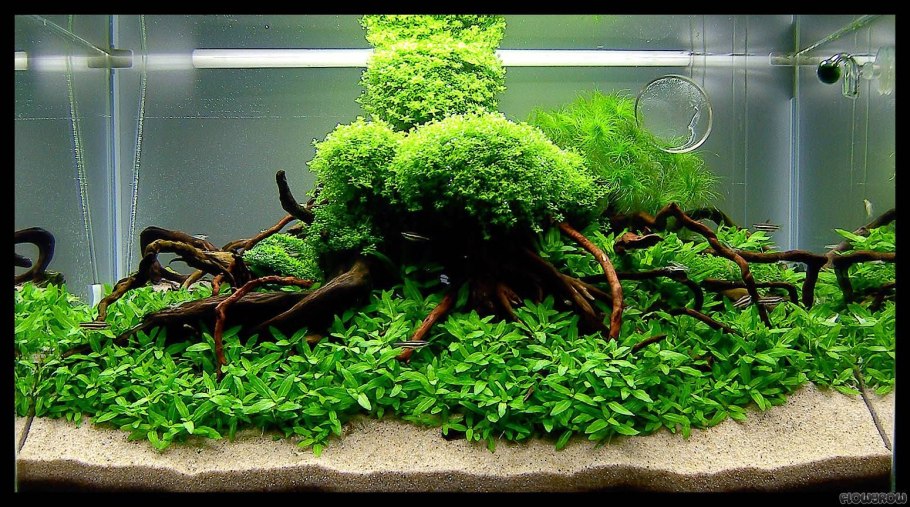 Завод аквариум