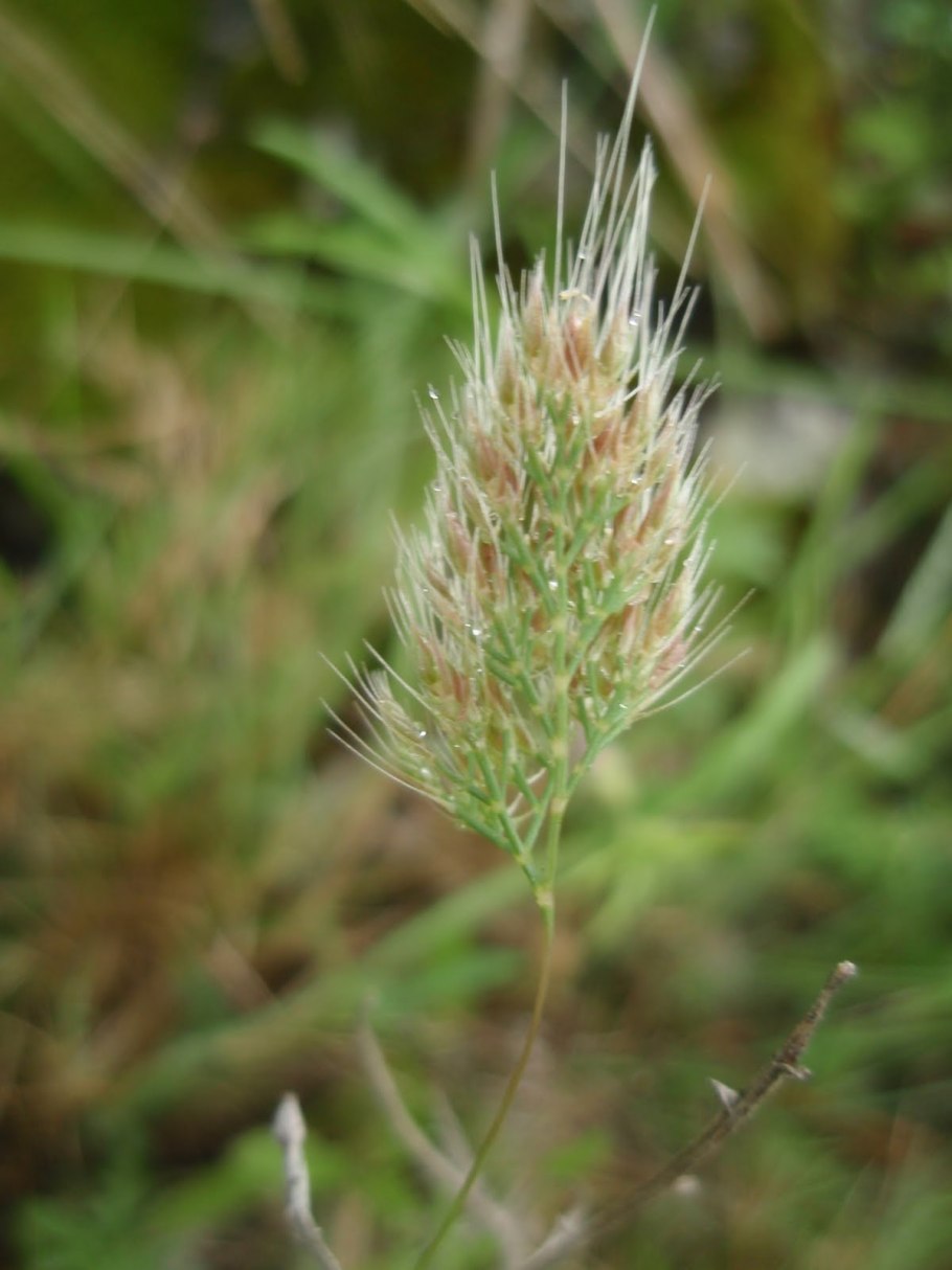 Гребенник Cynosurus cristatus