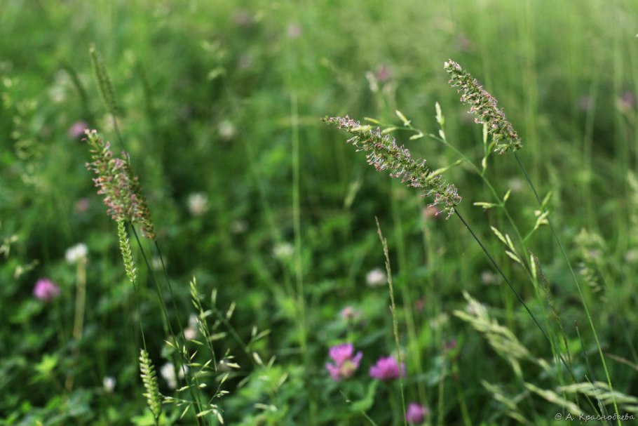 Гребенник обыкновенный