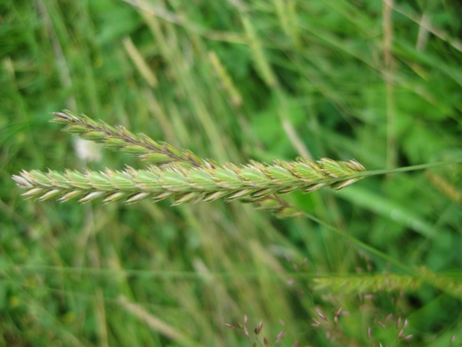 Гребенник обыкновенный