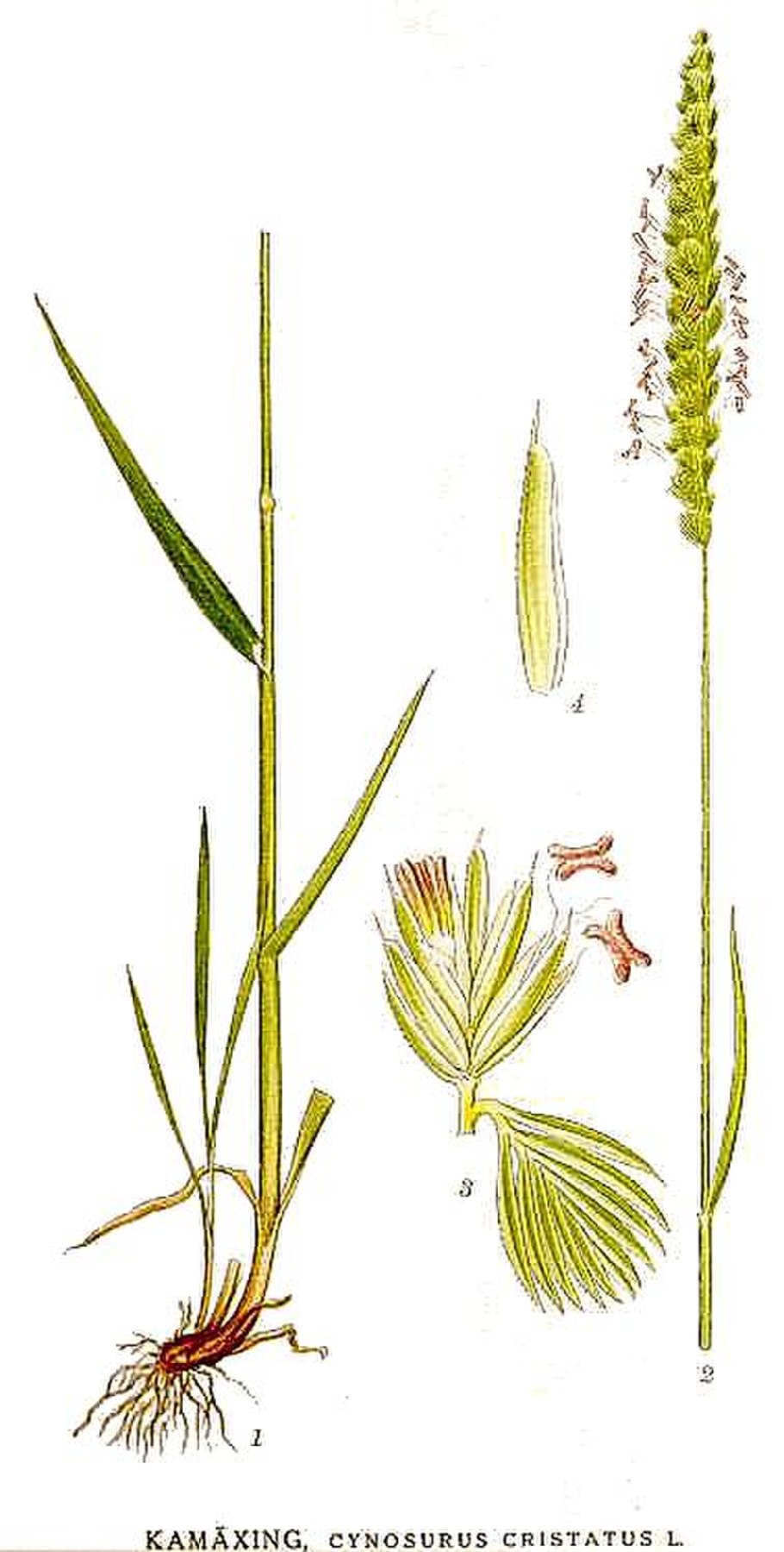 Гребенник гребенчатый