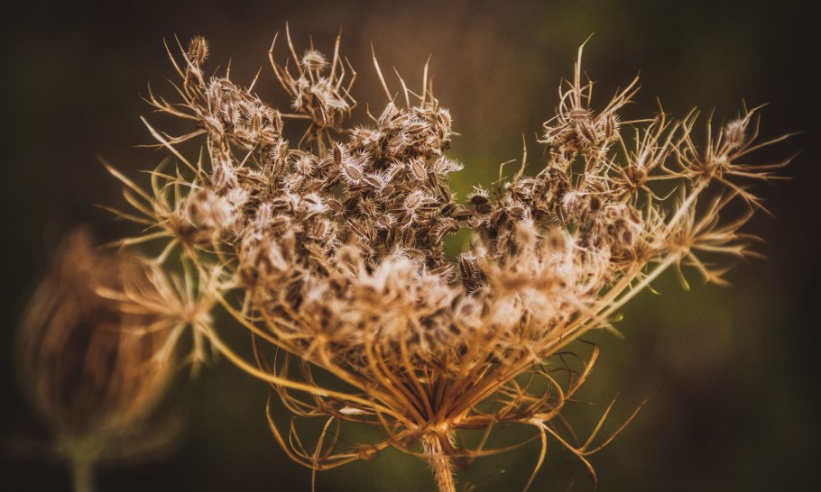 Гребенник обыкновенный схема