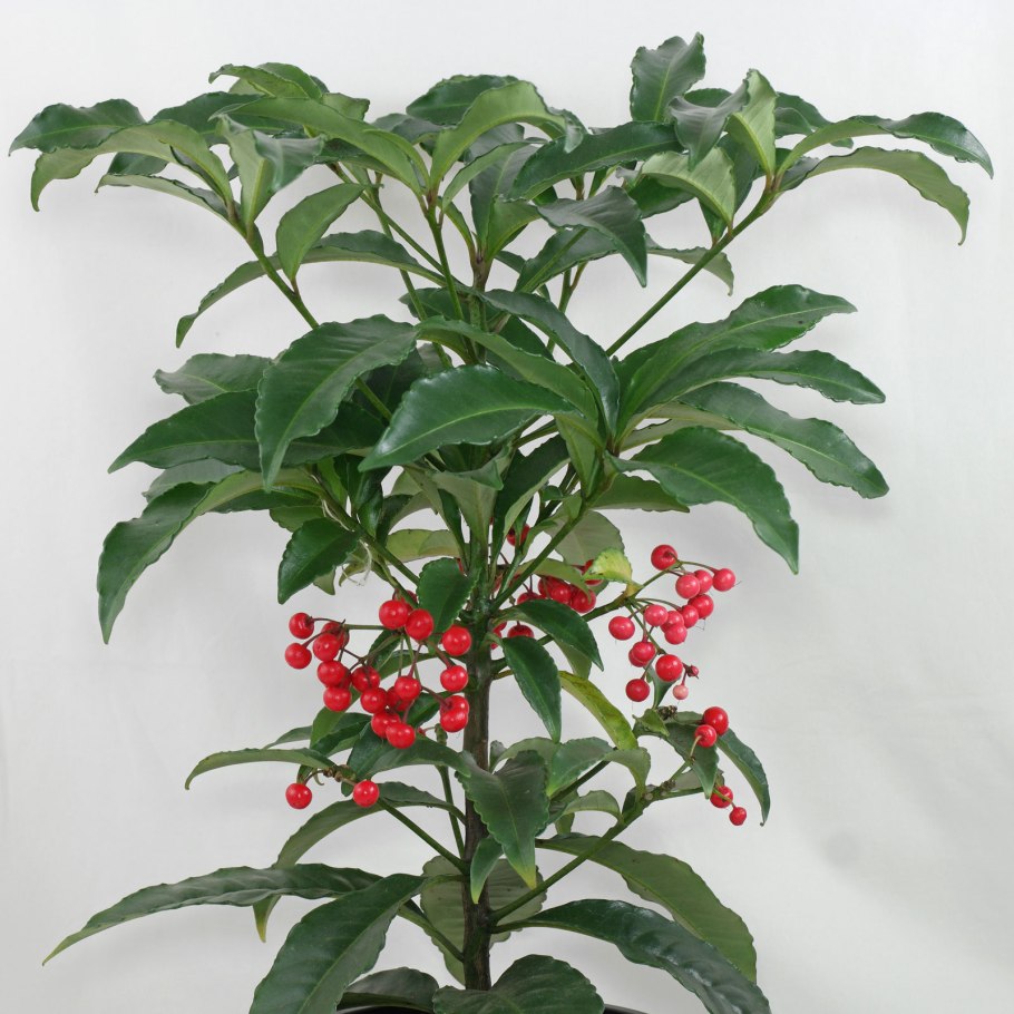 Цветы приземистые