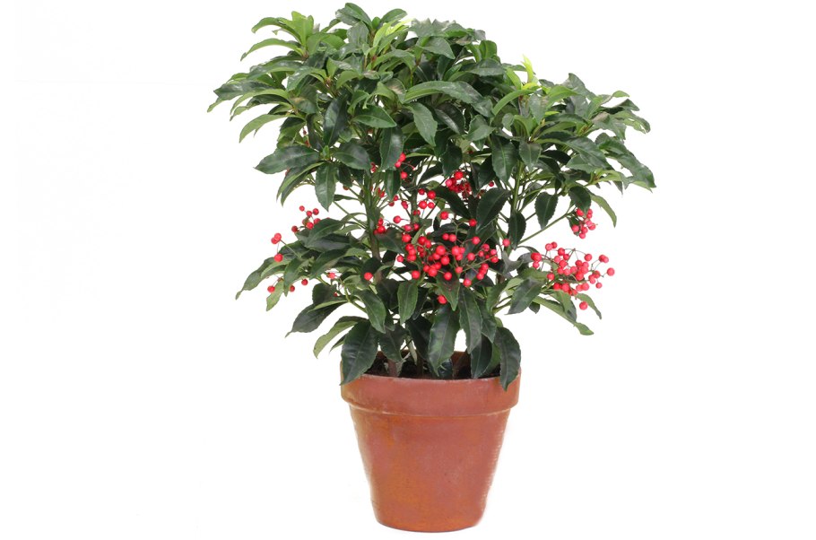 Ардизия пасленовая