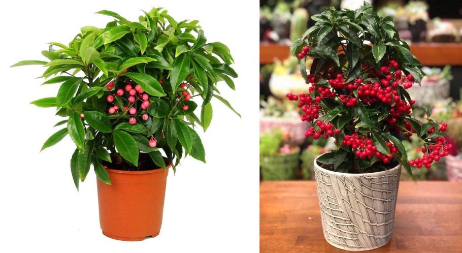 Ардизия Соланацея