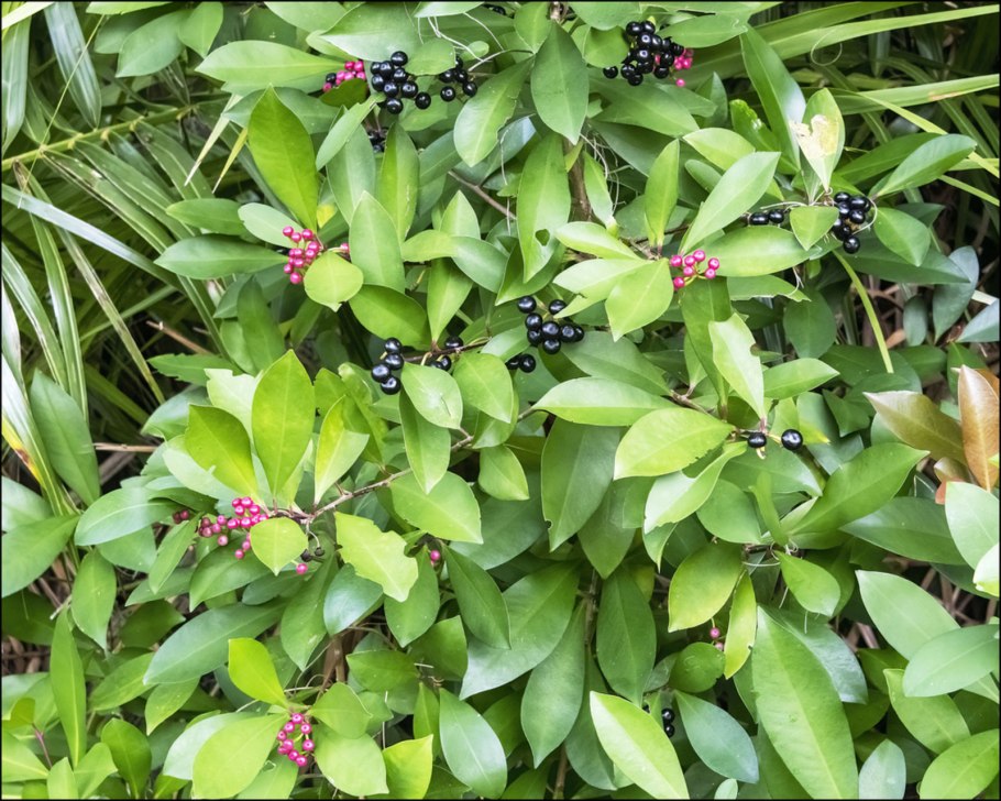 Ardisia japonica