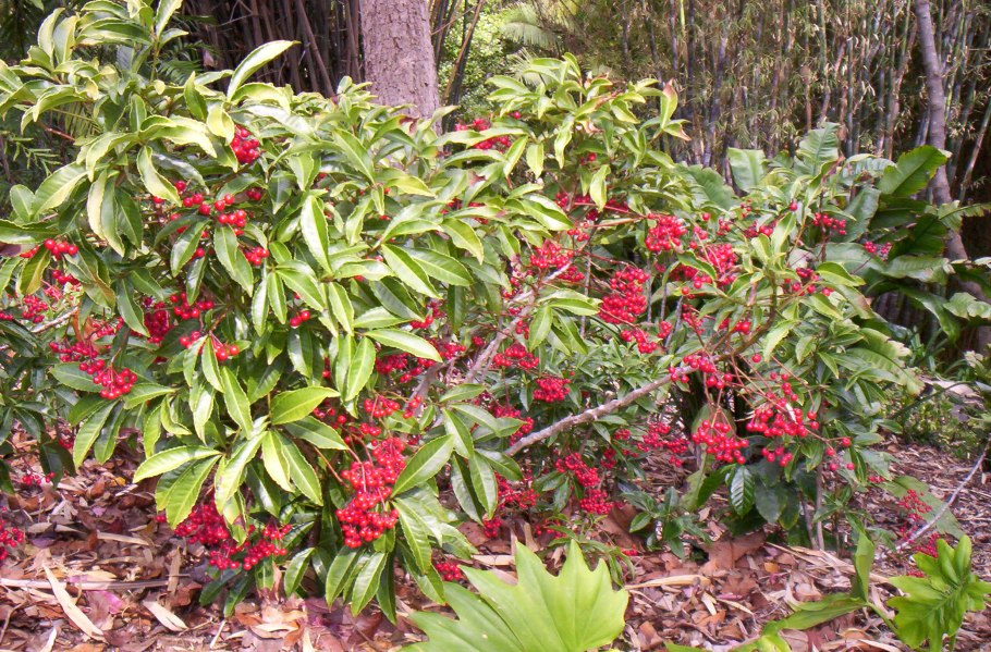 Ardisia elliptica 'Yellow Star фото