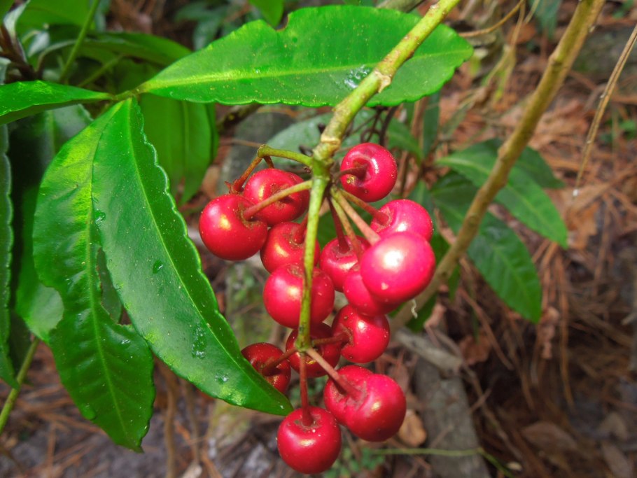 Ardisia elliptica