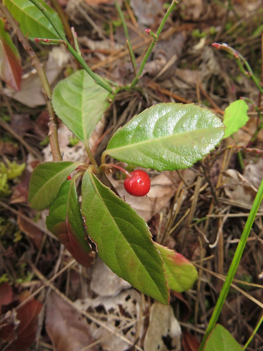 Ardisia humilis