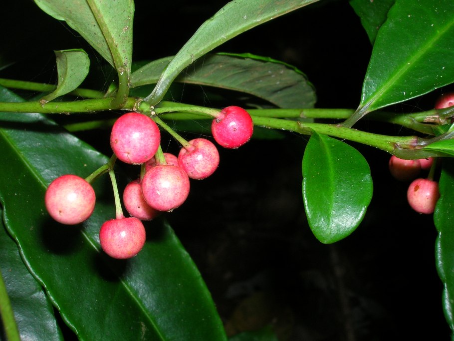 Ardisia elliptica 'Yellow Star фото