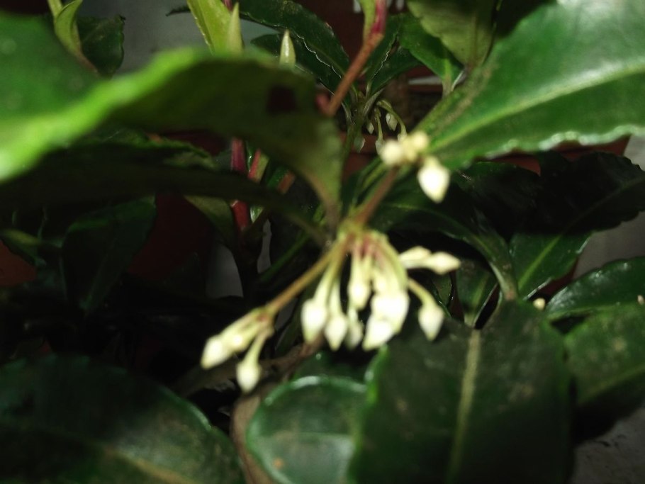 Ардизия - Ardisia d14 h30