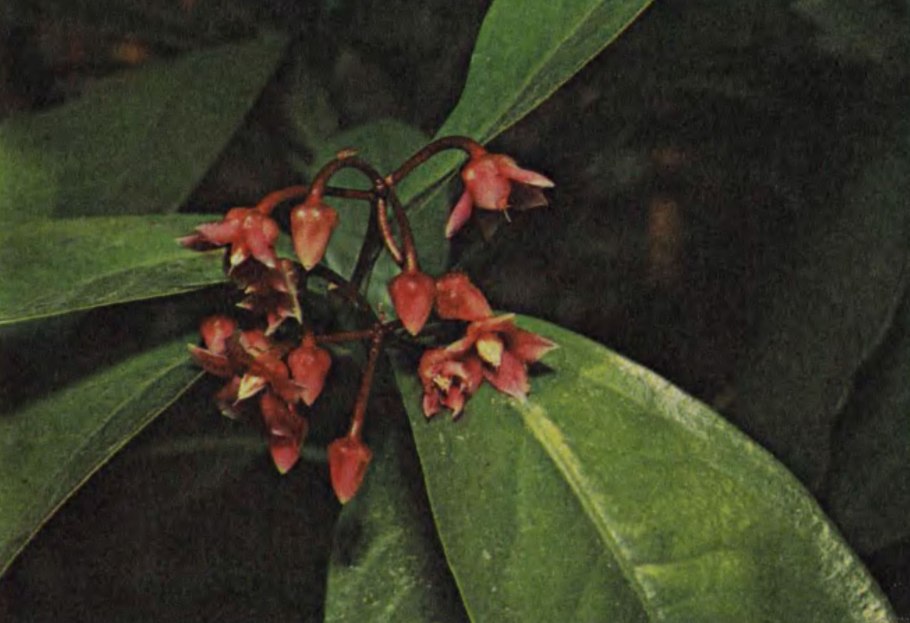 Ардизия crenata