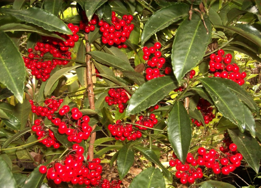 Ardisia japonica