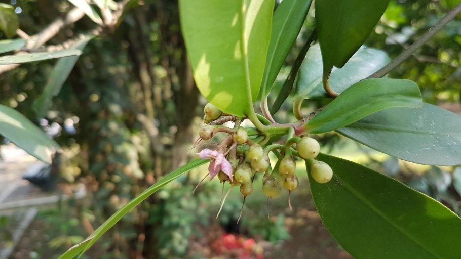 Ардизия городчатая