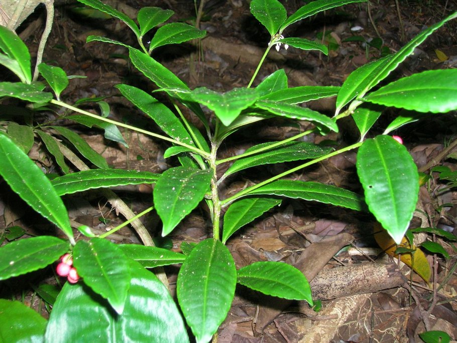 Ардезия цветок