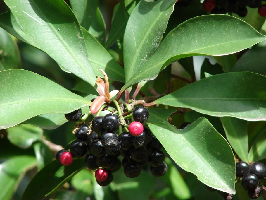 Ardisia Turtleback