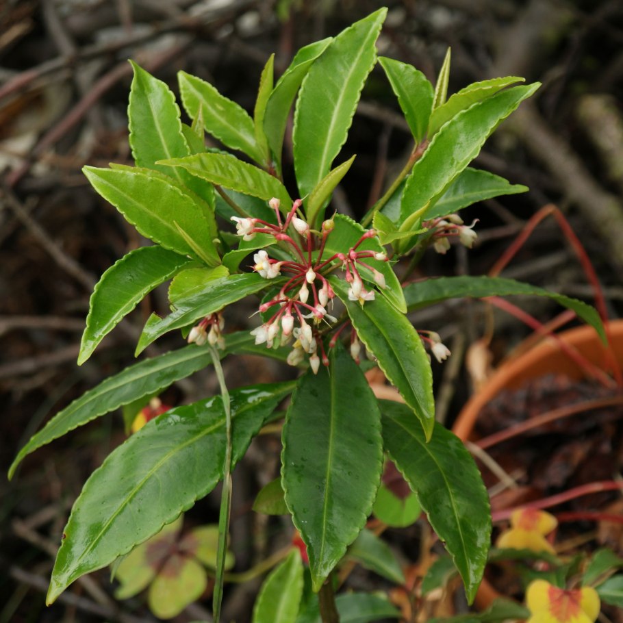 Ardisia japonica / Ардизия японская