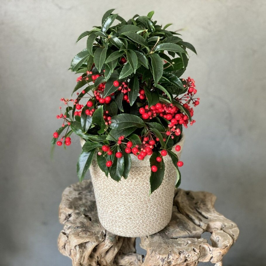 Ardisia elliptica