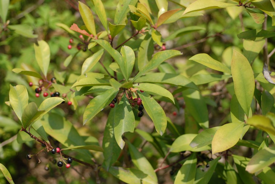 Ardisia japonica / Ардизия японская