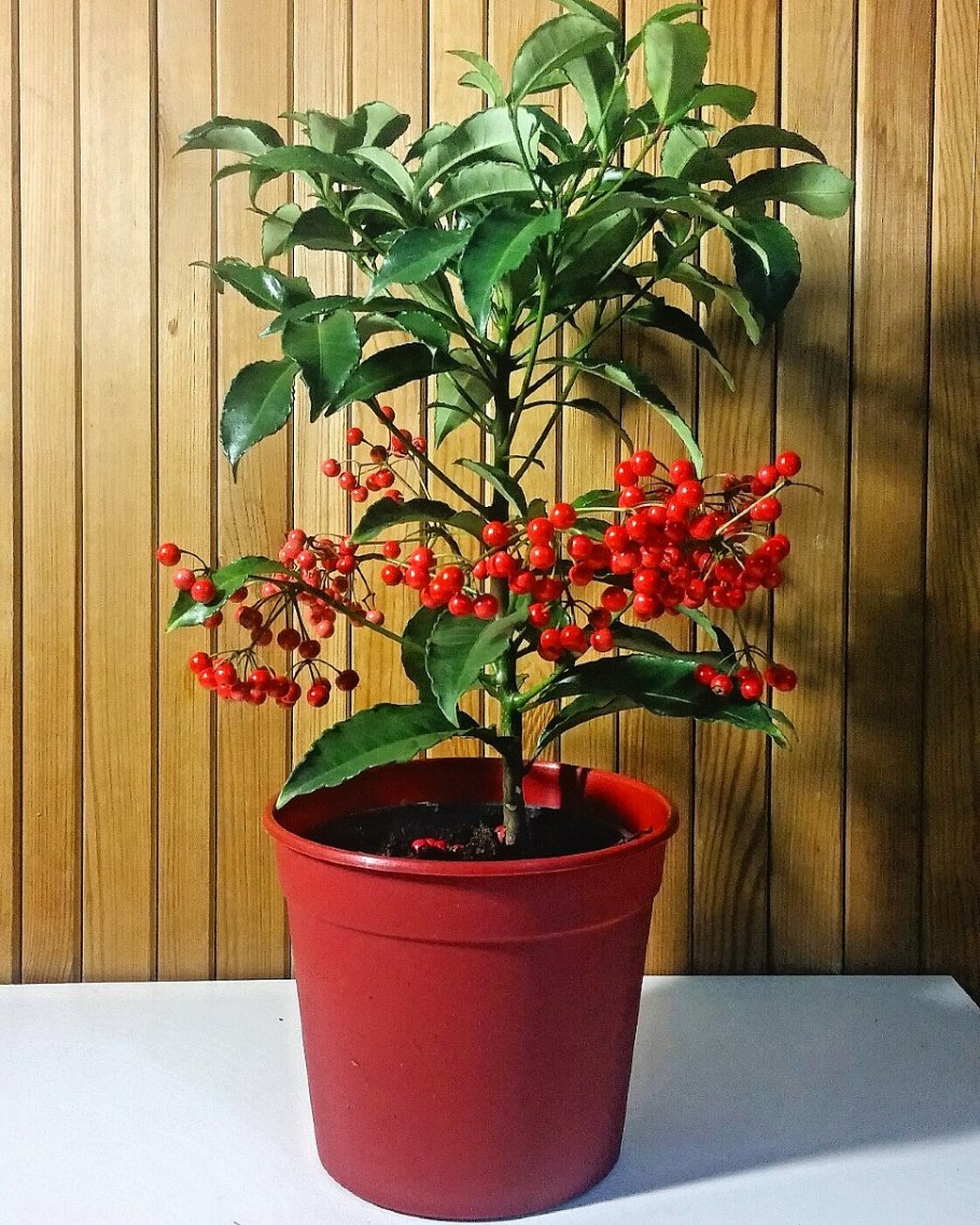 Ardisia japonica
