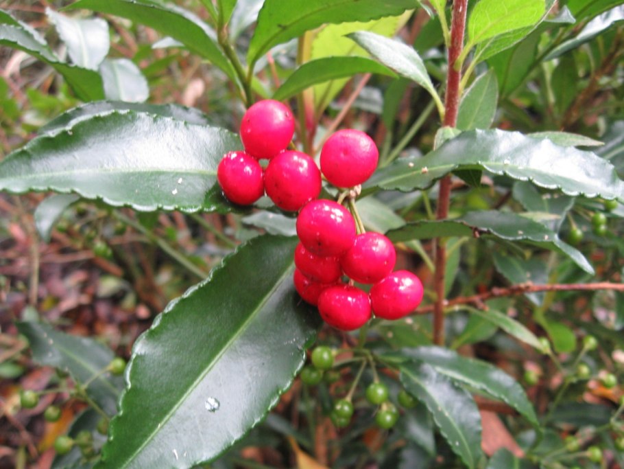 Ардизия горошчатая