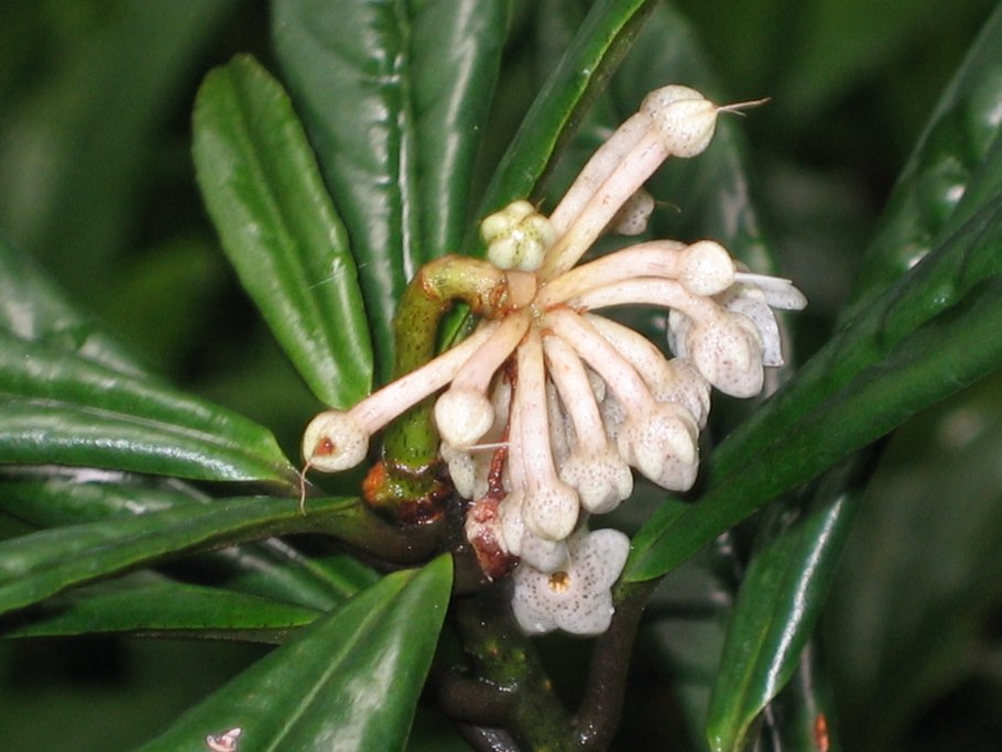 Японская оризия