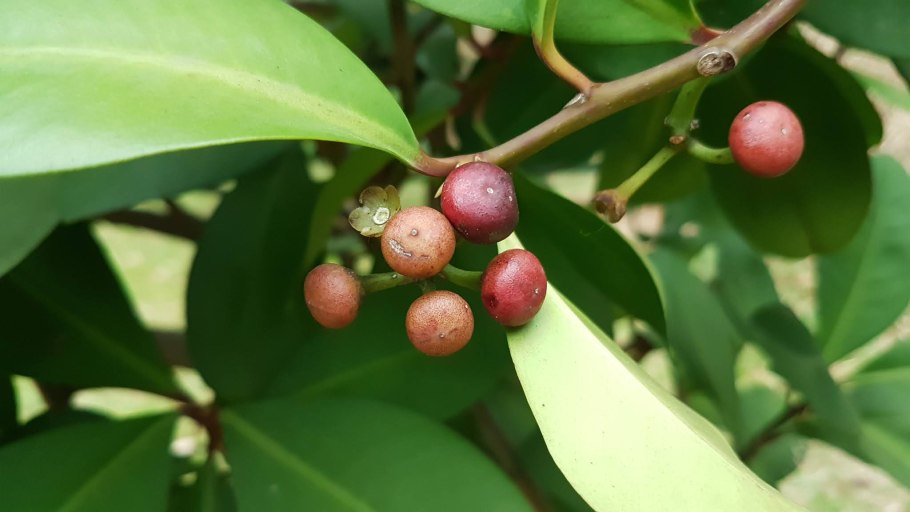 Ардизия Элеганс