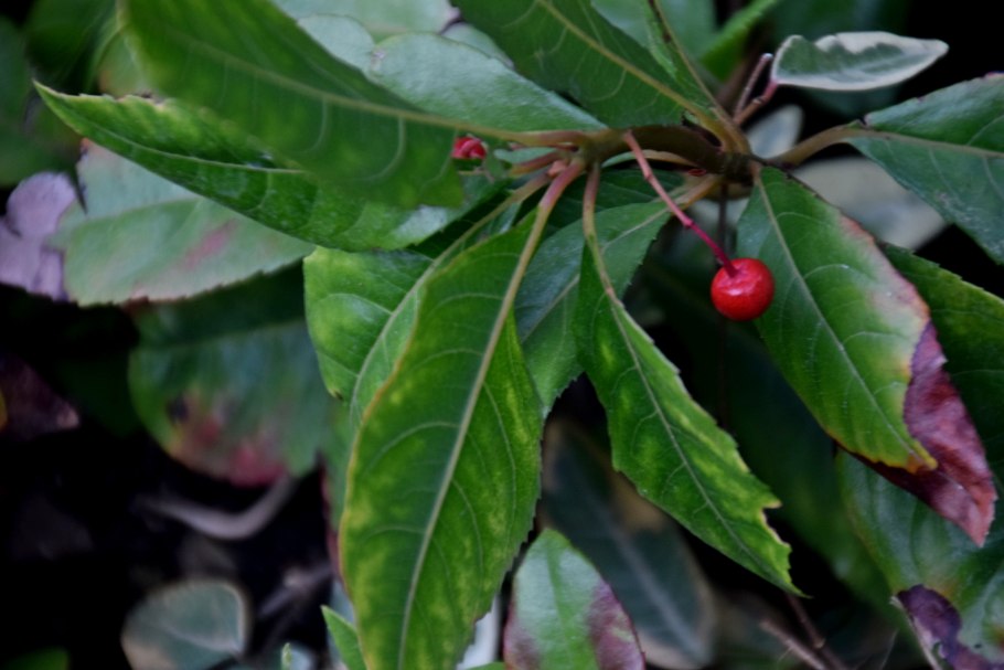 Ардизия большая раст-42