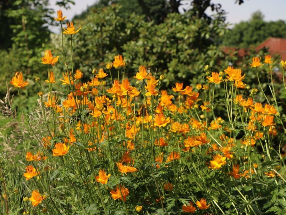 Купальница китайская Голден Квин