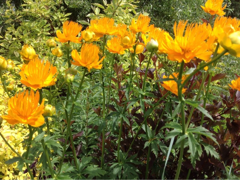 Купальница оранж принцесс