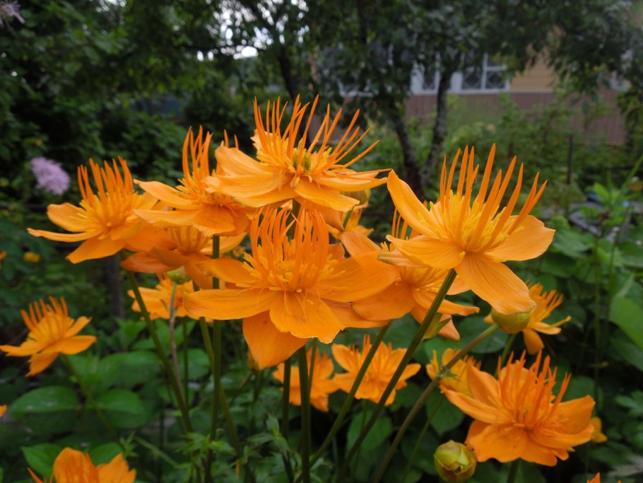 Купальница Голден Квин