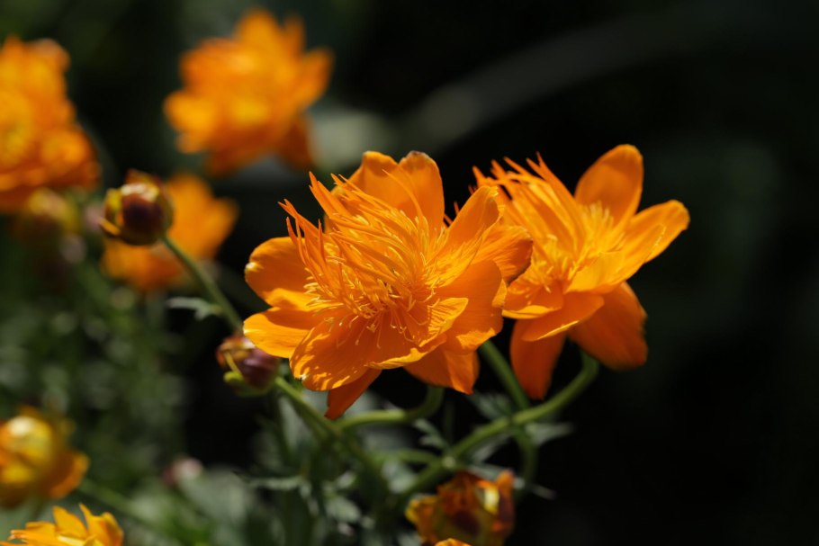 Купальница китайская Голден Квин