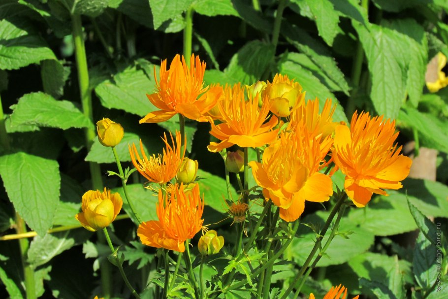 Купальница китайская Голден Квин