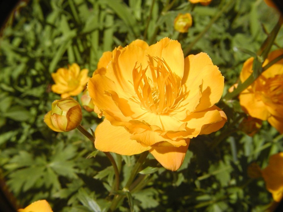 Купальница китайская лимон Суприм