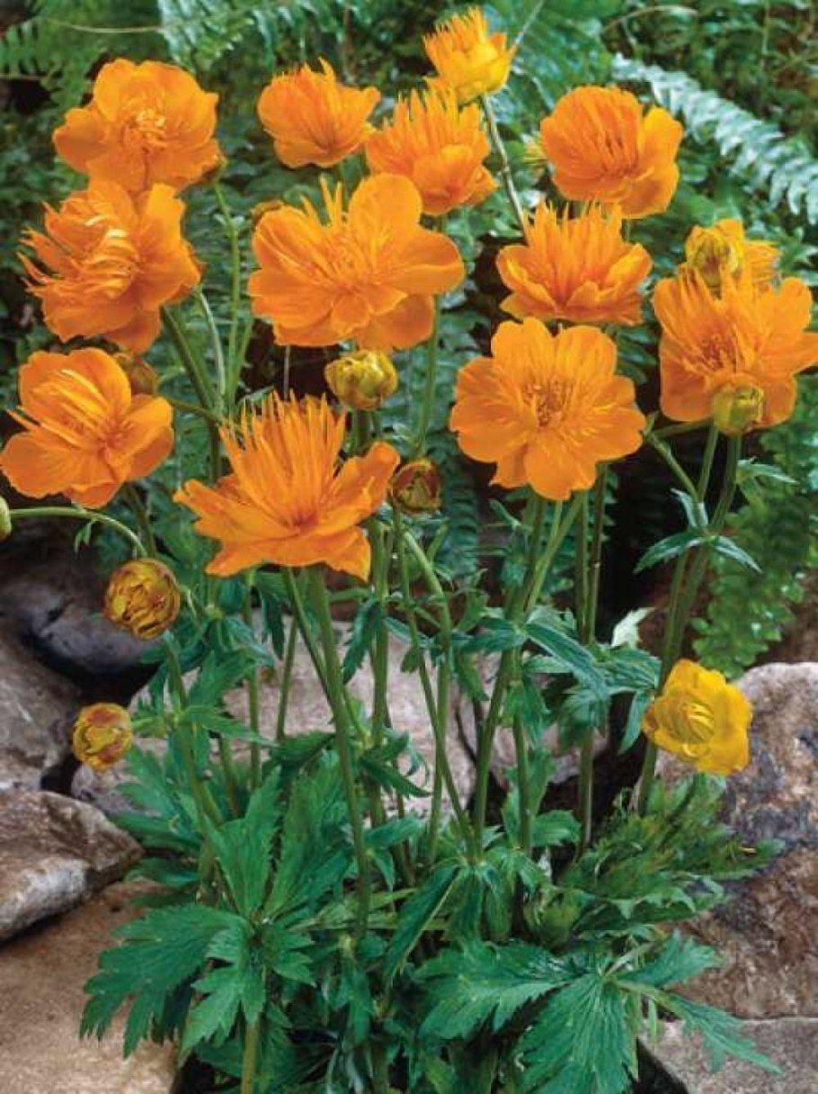 Купальница китайская (Trollius chinensis)